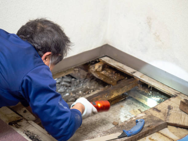 Best DIY Mold Remediation Support Services in Greer, SC