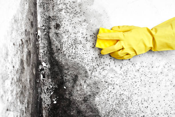 Best Mold Remediation for Specific Building Types in Greer, SC